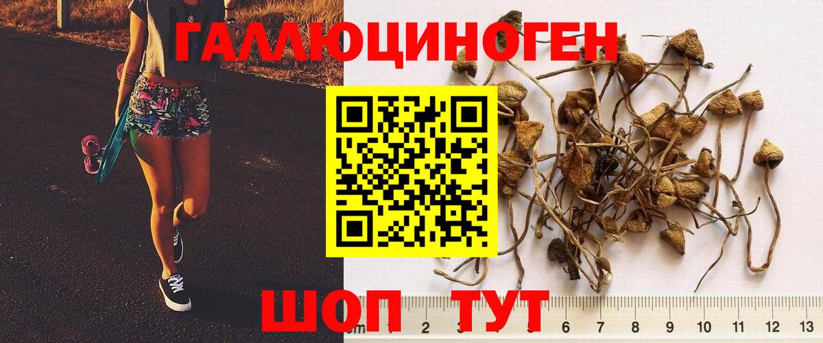 Псилоцибиновые грибы GOLDEN TEACHER Чусовой
